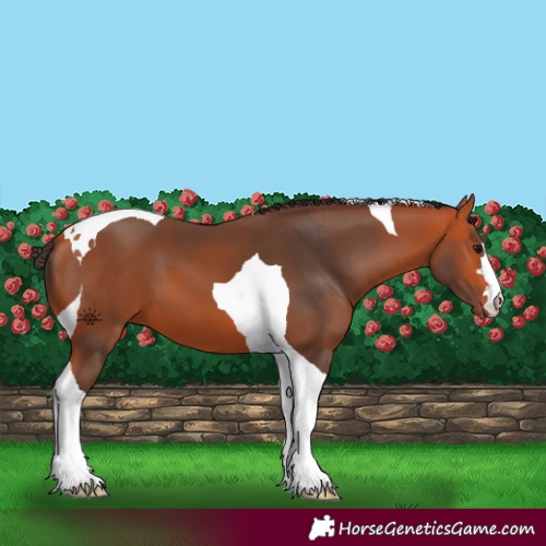 Horse Color:Bay Tobiano 