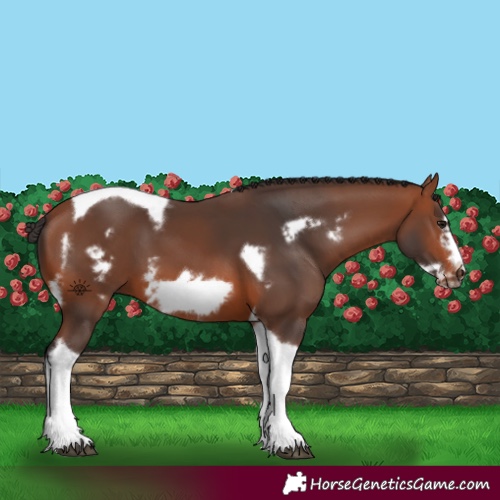 Horse Color:Bay Tobiano Frame 