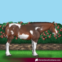 Horse Color:Bay Tobiano Frame