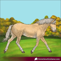 Horse Color:Palomino 