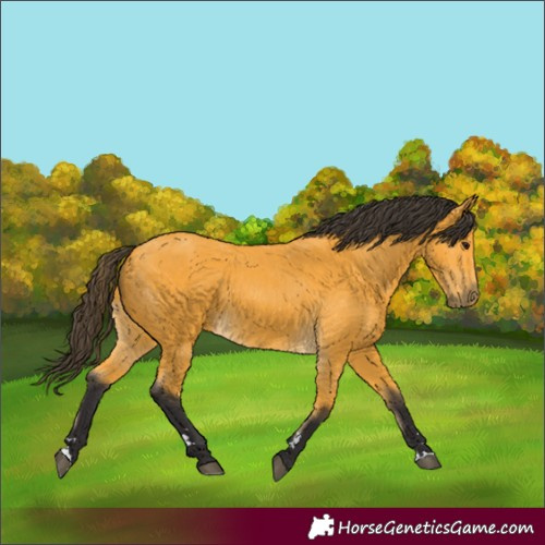 Horse Color:Buckskin 