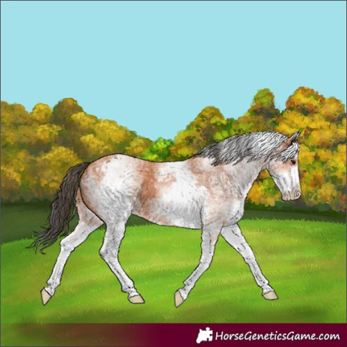 Horse Color:White Spotted Bay 