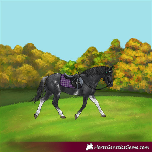Horse Color:White Spotted Black 