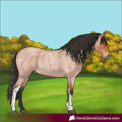 Horse Color:Bay Roan Tobiano