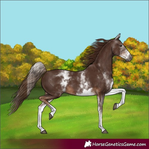 Horse Color:Gray White Spotted Chestnut 