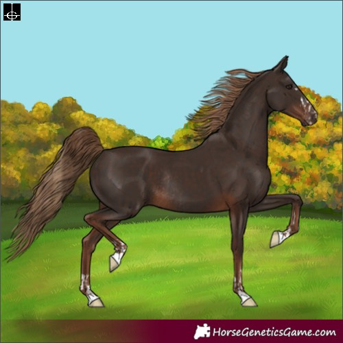 Horse Color:Liver Chestnut  and Liver Chestnut Rabicano 