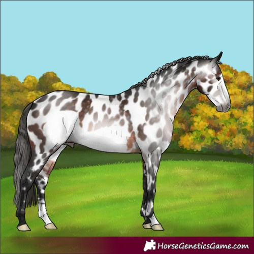 Horse Color:Gray Brown Frame Appaloosa 
