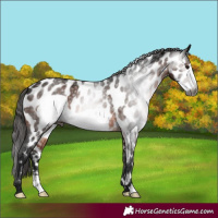 Horse Color:Gray Brown Frame Appaloosa