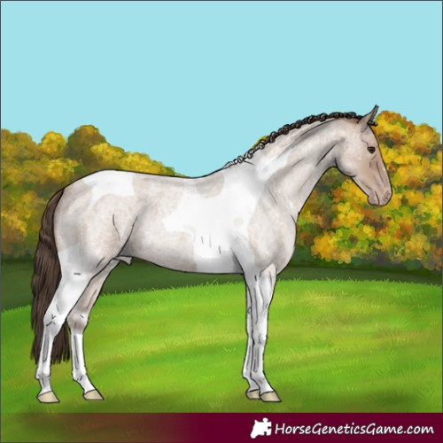 Horse Color:Classic Champagne Roan Tobiano 