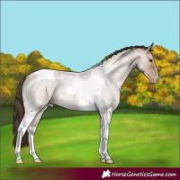 Horse Color:Classic Champagne Roan Tobiano 