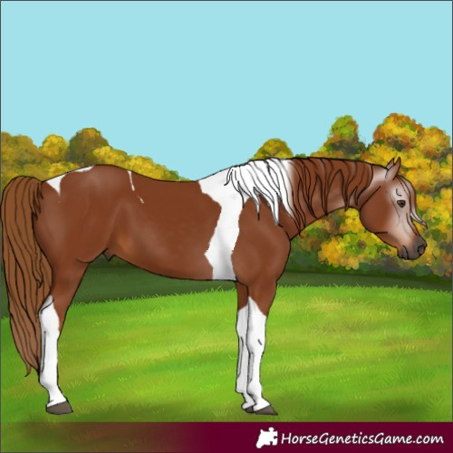 Horse Color:Gray Chestnut Tobiano