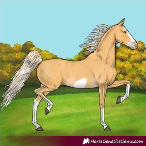 Horse Color:Palomino Splash Frame 