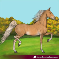 Horse Color:Palomino 