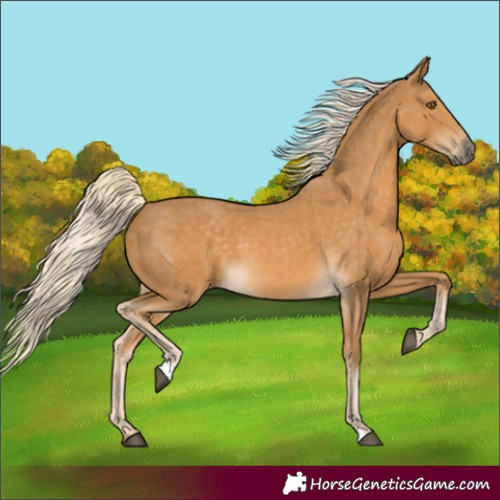 Horse Color:Palomino 
