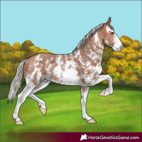 Horse Color:Silver Bay Sabino