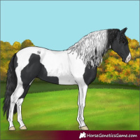 Horse Color:Black Tobiano 