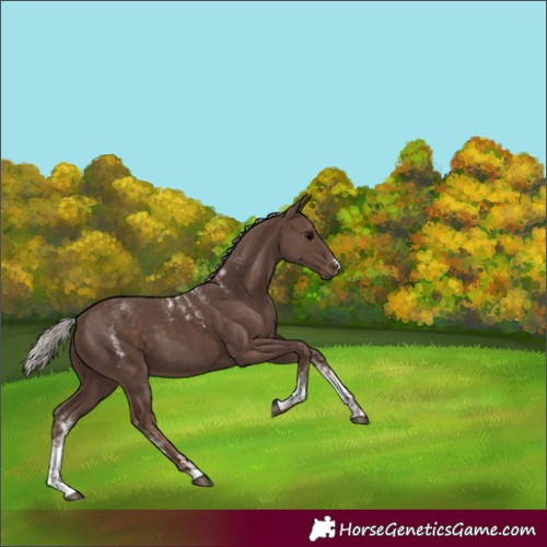 Horse Color:Powder White Silver Black