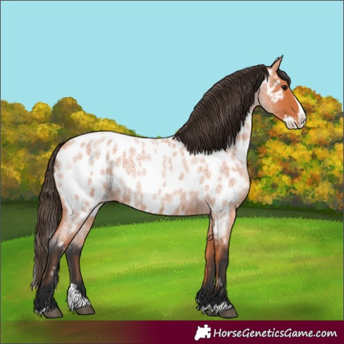 Horse Color:Bay Roan Splash Appaloosa 