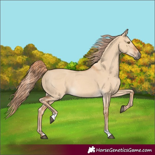 Horse Color:Red Dun Rabicano 