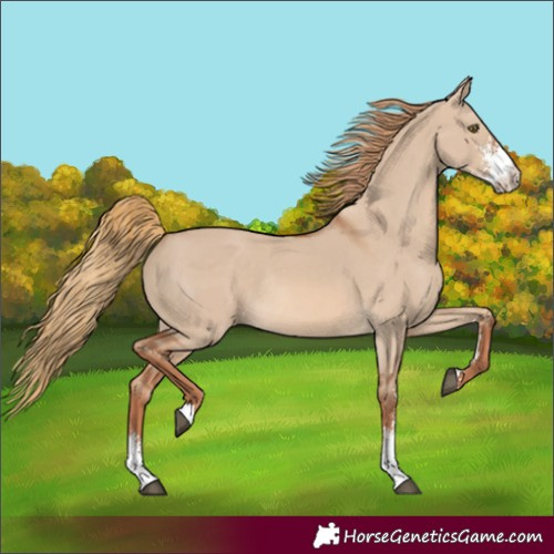 Horse Color:Unknown 