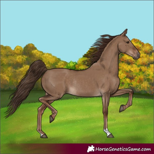 Horse Color:Liver Red Dun Rabicano 
