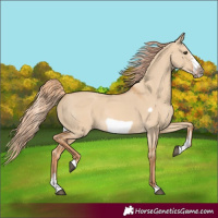 Horse Color:Red Dun Sabino Frame Rabicano 