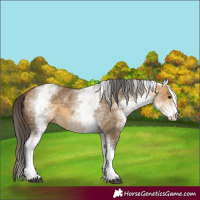 Horse Color:White Spotted Buckskin Dun 