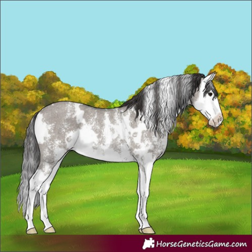 Horse Color:White Spotted Smoky Grullo Sabino Splash Rabicano 