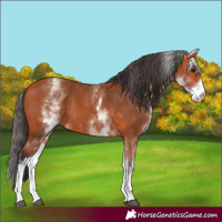 Horse Color:White Spotted Bay Tobiano