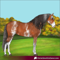 Horse Color:White Spotted Bay Tobiano