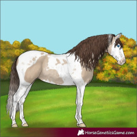 Horse Color:Classic Champagne Dun Splash Tobiano Rabicano 