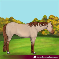 Horse Color:Red Dun 