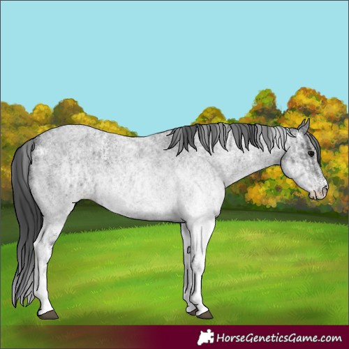 Horse Color:White Spotted Blue Roan Rabicano  and White Spotted Blue Roan Rabicano 
