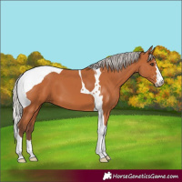 Horse Color:Silver Bay Tobiano 