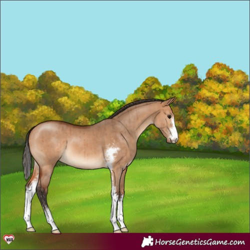 Horse Color:Bay Dun Sabino Brindle 