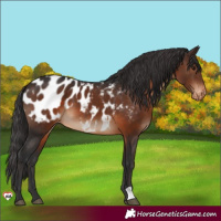 Horse Color:Brown Appaloosa