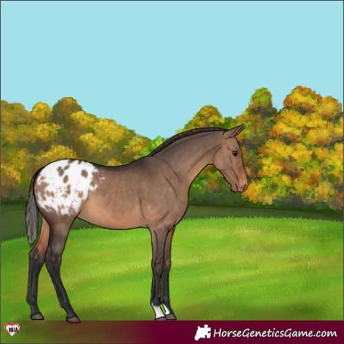 Horse Color:Brown Dun Appaloosa 