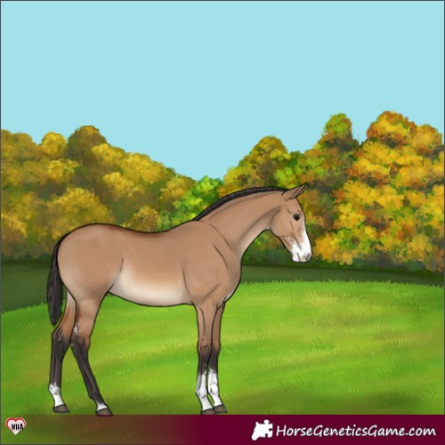 Horse Color:Bay Dun Sabino 