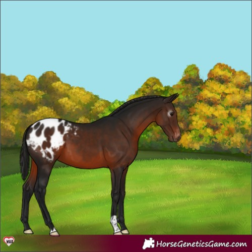 Horse Color:Gray Bay Appaloosa 