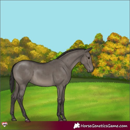 Horse Color:Smoky Grullo Brindle 