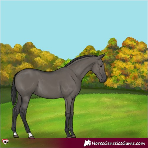 Horse Color:Grullo 