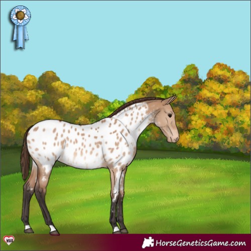 Horse Color:Bay Dun Appaloosa 