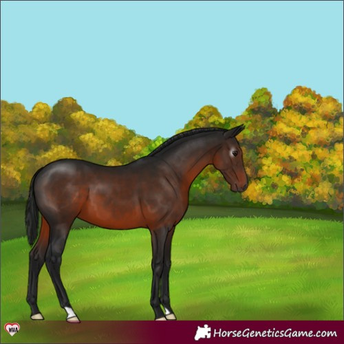 Horse Color:Gray Brown 