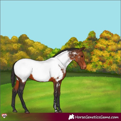 Horse Color:Brown Appaloosa 