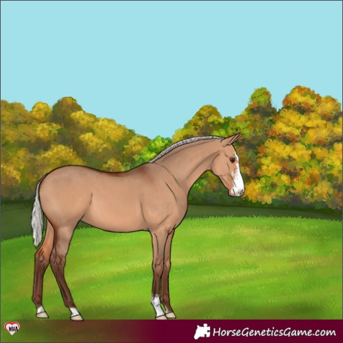 Horse Color:Silver Bay Dun Sabino 