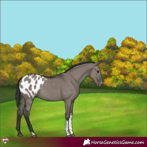 Horse Color:Grullo Tobiano Appaloosa Rabicano 