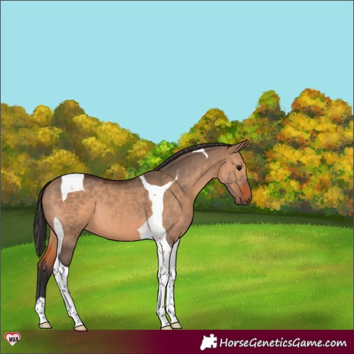 Horse Color:Brown Dun Tobiano 
