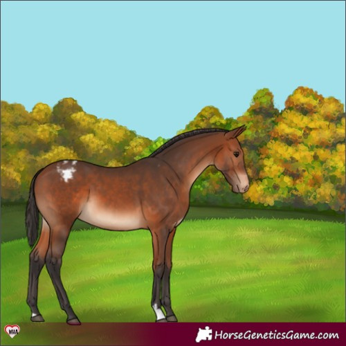 Horse Color:Bay Appaloosa 