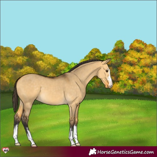 Horse Color:Buckskin Dun 