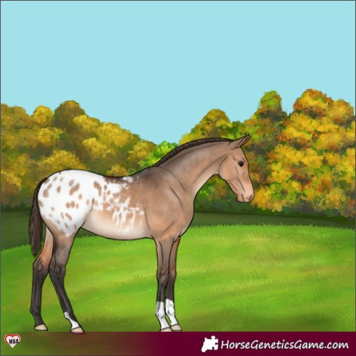 Horse Color:Brown Dun Appaloosa 